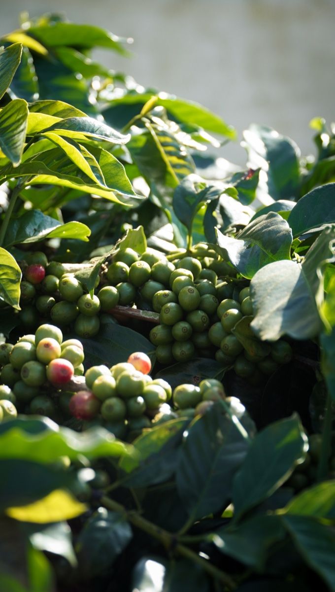 Green Coffee